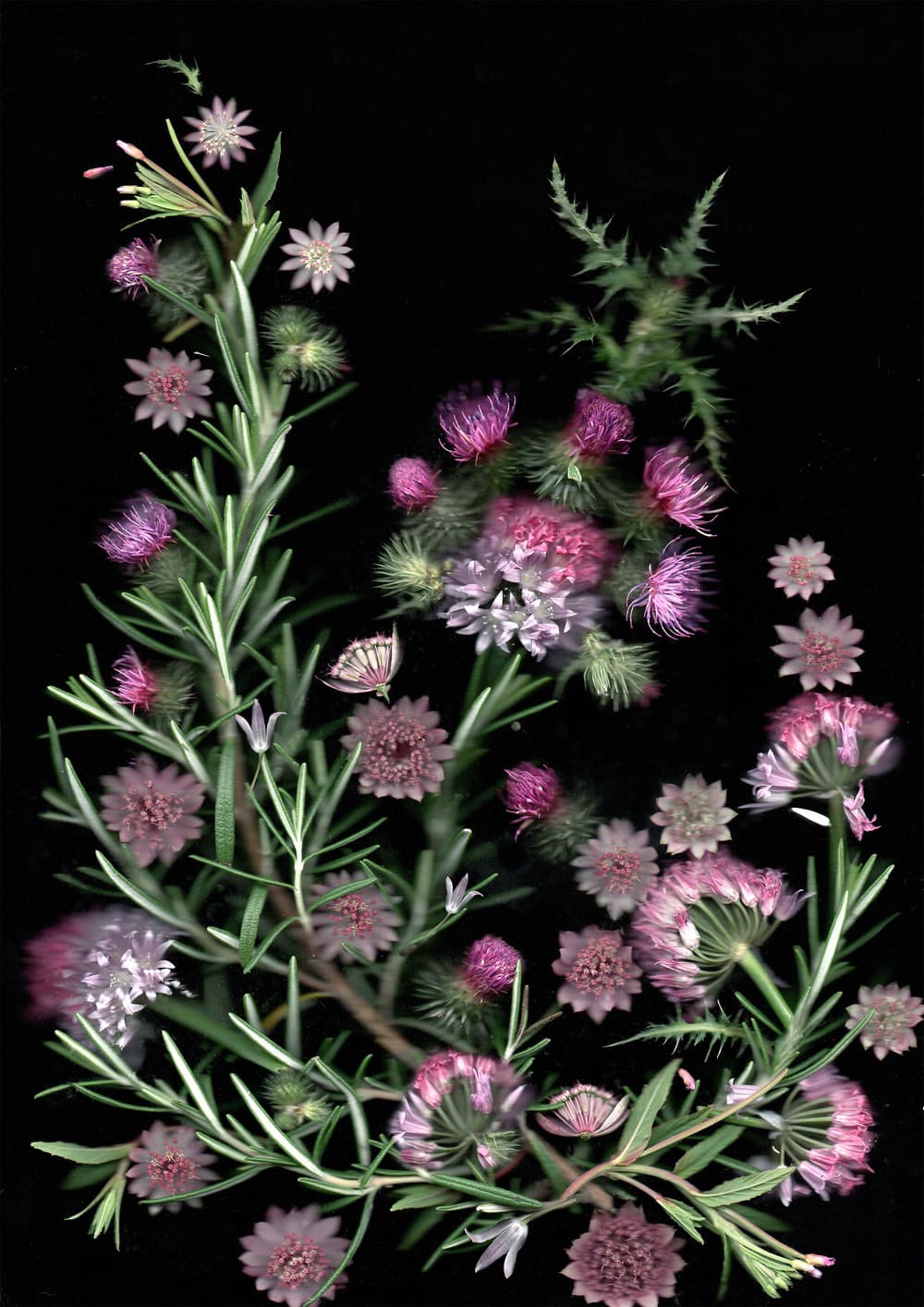 I collect flowers for life