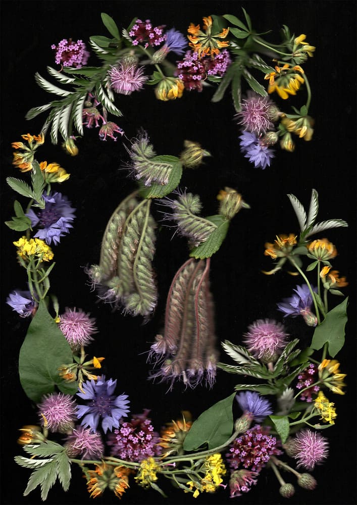 I collect flowers for life